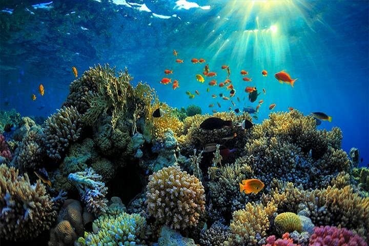 Blue Lagoon Bali Snorkeling: Shore-Entry Coral Gardens at Padangbai photo 2