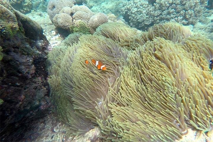 Blue Lagoon Bali Snorkeling: Shore-Entry Coral Gardens at Padangbai photo 4