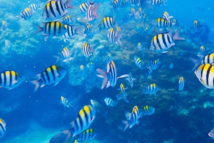 Private 3-Hour Snorkel Tour to El Arco and Lover's Beach, Cabo San Lucas photo 3