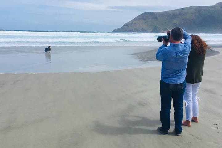 Dunedin Shore Excursion — Small-Group Otago Peninsula Tour & Wildlife Viewing