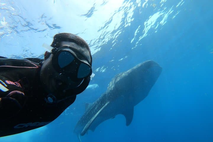 Swim with Whale Sharks from Isla Holbox — Cabo Catoche Snorkel & Ceviche photo 3
