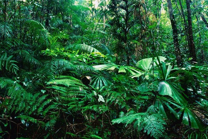 Explore Sarapiqui River Cruise and Rainforest Hanging Bridge in Costa Rica photo 4