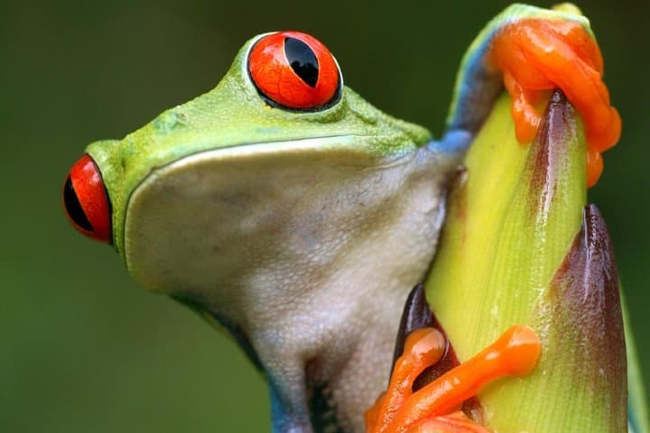 Explore Sarapiqui River Cruise and Rainforest Hanging Bridge in Costa Rica photo 5