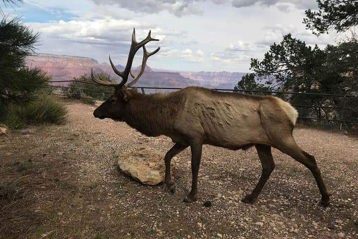 Grand Canyon Signature Hummer Tour — South Rim Viewpoints & Sunset Options photo 5