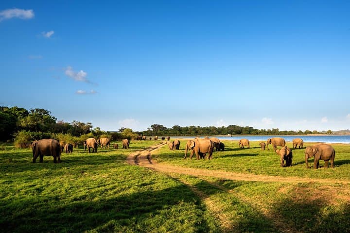 Contemporary Ceylon: 17-Day Cultural and Golf Road Trip in Sri Lanka photo 4