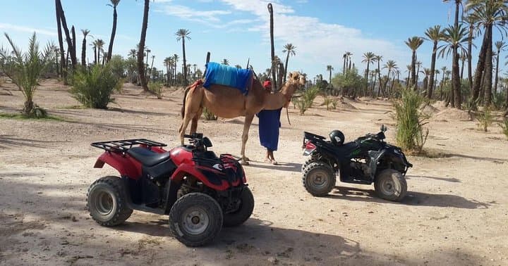 Palm Grove Quad Bike and Camel Ride — Half-Day Adventure from Marrakech
