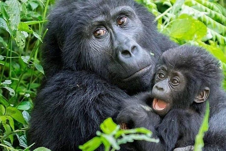 3-Day Gorilla Trekking in Bwindi: Up-Close Mountain Gorillas and Batwa Village Visit photo 1