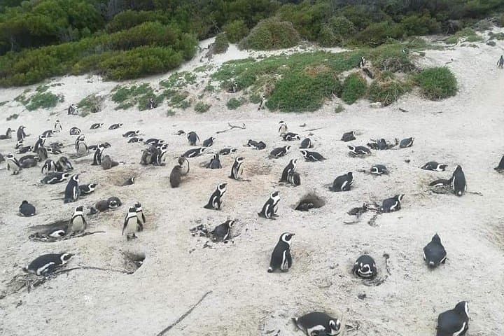 Full-Day Cape Peninsula Tour — Penguins, Seals & the Cape of Good Hope photo 2