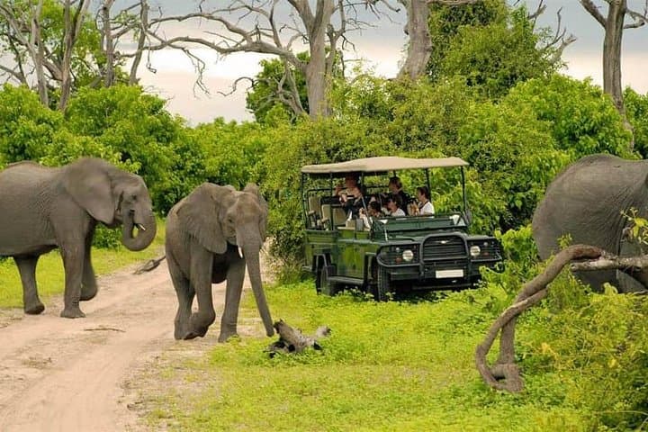 Chobe Full-Day Safari from Livingstone: River Cruise and Game Drive in Chobe National Park