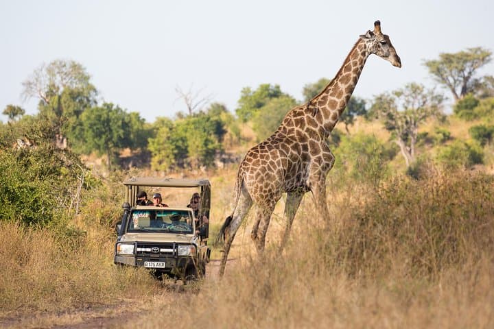 Game Drive and Rhino Walk near Livingstone: Up-Close Rhino Tracking in a National Park