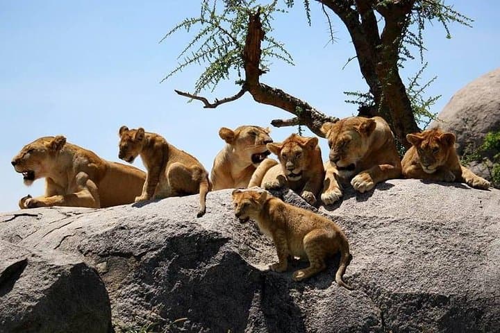4-Day Big Five Safari: Tarangire, Ngorongoro & Lake Manyara from Arusha photo 2