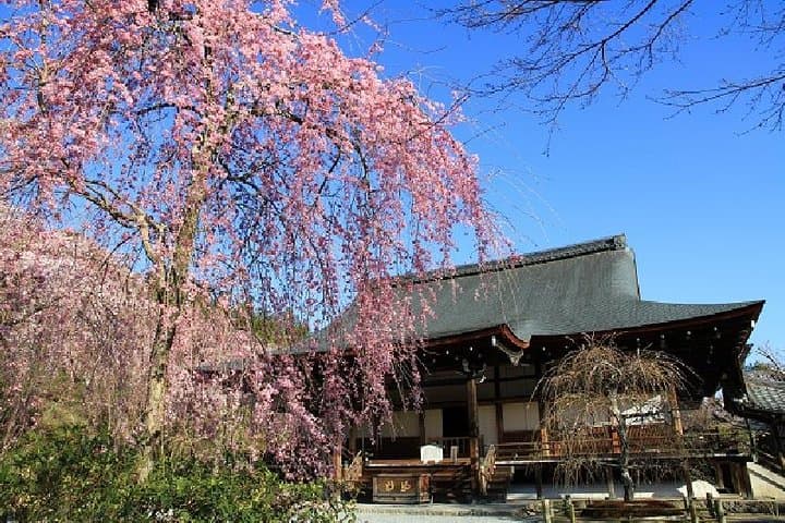 Morning Walking Tour: Sagano Bamboo Grove & Arashiyama Highlights photo 5