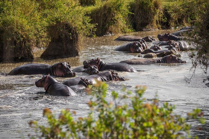 Serengeti & Ngorongoro 3-Day Private Safari: Game Drives, Campsites & Maasai Culture photo 2