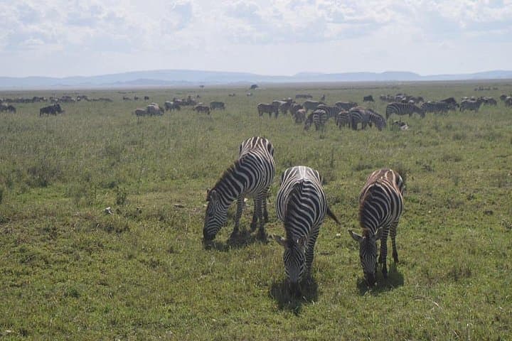 Tarangire, Ngorongoro & Lake Manyara: 3-Day Wildlife Safari from Arusha photo 2