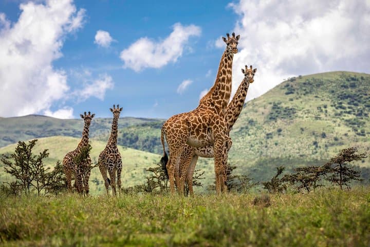 Inside Arusha National Park: Full-Day Wildlife & Birding Safari from Arusha photo 3
