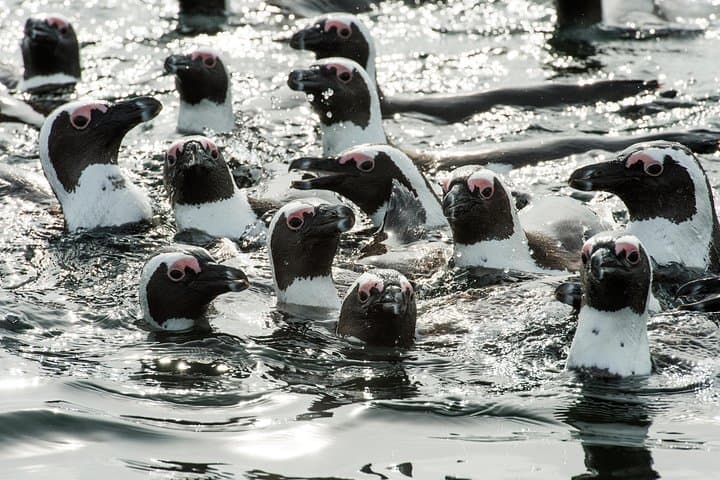 Cape Town Combo: Marine Wildlife Cruise and Cape Point Afternoon Tour