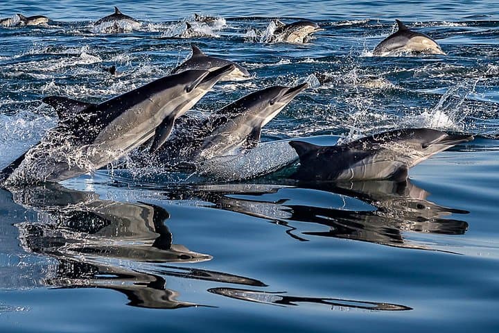 Cape Town Combo: Marine Wildlife Cruise and Cape Point Afternoon Tour photo 2