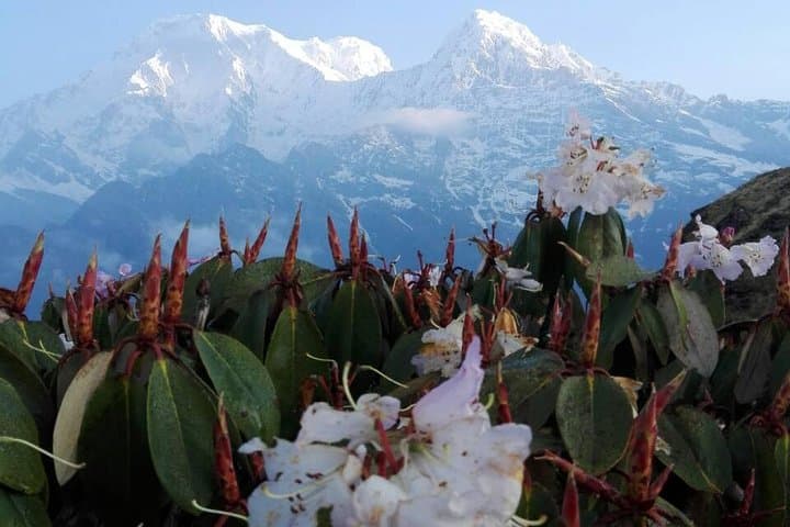 Mardi Himal Trek: A 12-Day Annapurna Off‑Trail Adventure photo 3