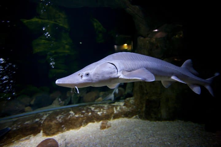 Inside Zaragoza's Fluvial Aquarium: Explore Europe's Largest Freshwater Tanks photo 4