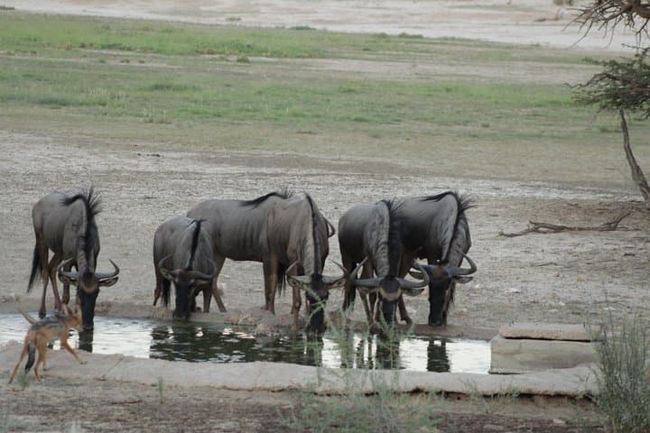 7-Day Okavango & Moremi Safari: Delta Camping, Mokoro Trips & Chobe Game Drives photo 5
