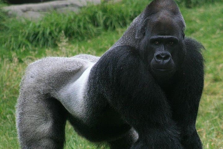 Congo to Zanzibar: 13-Day Gorillas, Nyiragongo Summit & Zanzibar Beach Holiday photo 2