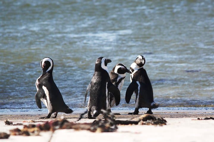 Garden Route & Addo: 6-Day South African Road Trip from Cape Town photo 4