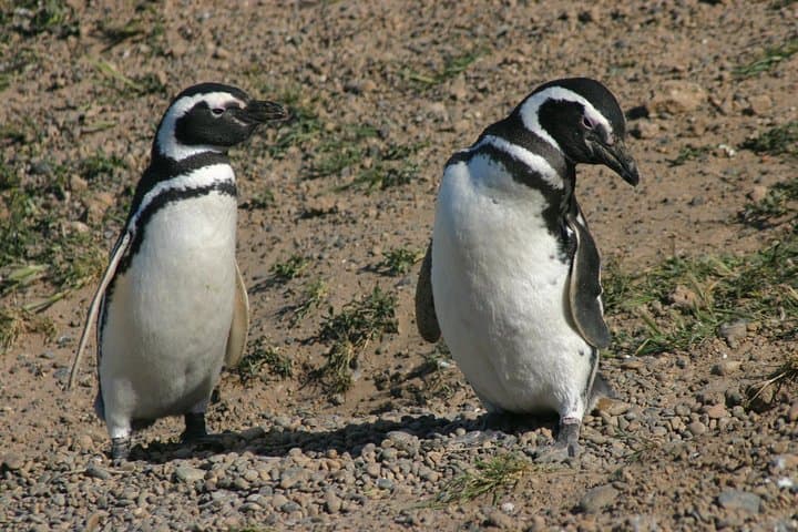 Punta Tombo Penguin Reserve Shore Excursion from Puerto Madryn photo 2