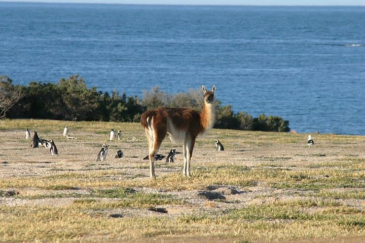 Punta Tombo Penguin Reserve Shore Excursion from Puerto Madryn photo 3