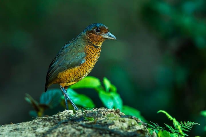 Private Mindo Cloud Forest Adventure: Day Tour from Quito photo 3