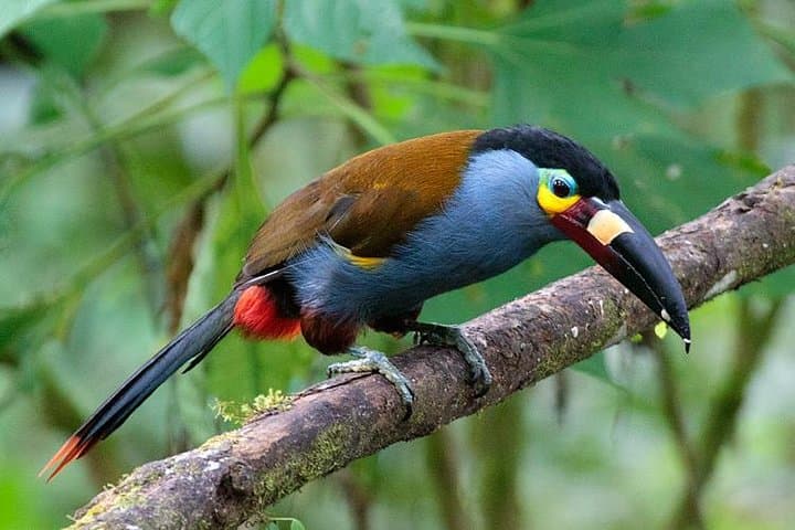 Private Mindo Cloud Forest Adventure: Day Tour from Quito photo 4