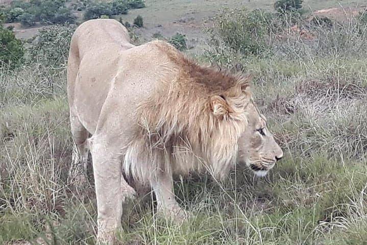Addo Big 5 Full-Day Safari: Elephant Drives, Birding & Coastal Wilderness photo 4