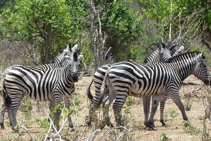 Moremi Game Reserve Safari: 8-Day Okavango & Chobe Cheetah Package from Maun photo 5