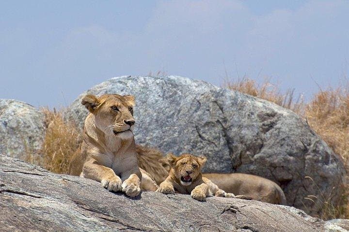 12-Day Kenya and Tanzania Budget Safari from Nairobi | Big Five & Great Migration photo 3