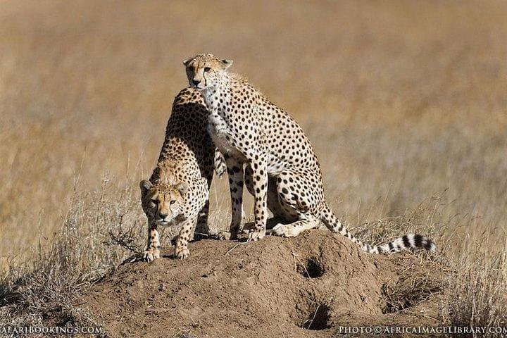 5-Day Big 5 Safari in Maasai Mara, Nairobi National Park & Amboseli with 4x4 Game Drives photo 2