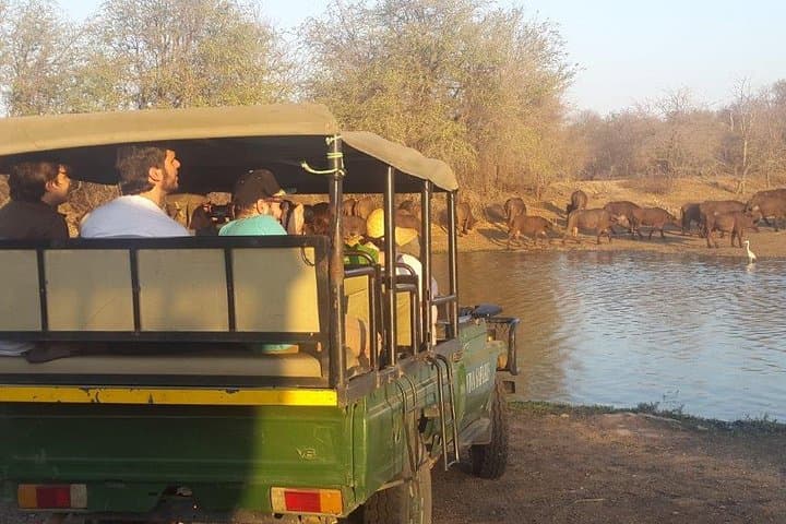 3-Day Lodge and Treehouse Kruger National Park Safari: Balule Game Drives, Treehouse Stay & Blyde Canyon photo 4