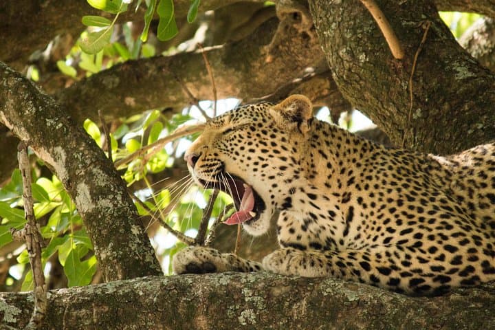 4-Day Budget Kruger National Park Safari — Big Five, Bush Walks & Blyde River Canyon photo 1