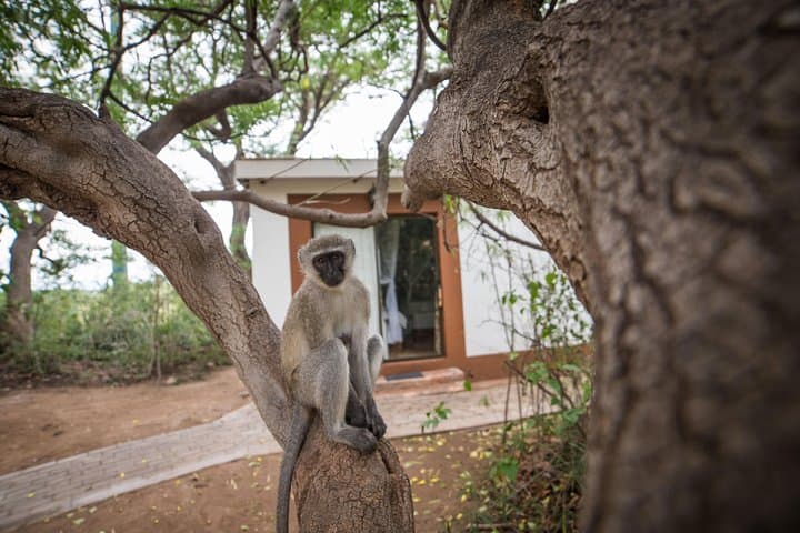5-Day Classic Kruger National Park Safari: Big Five, Bush Walks & Blyde Canyon photo 4