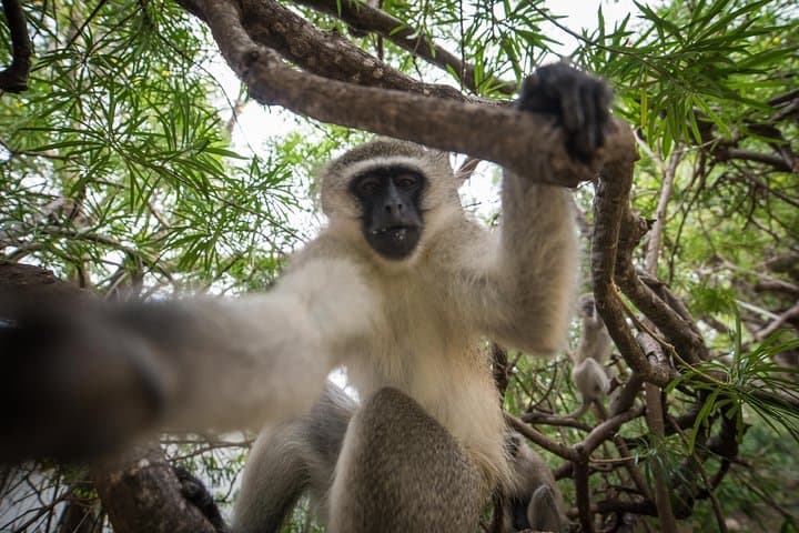 4-Day Classic Kruger National Park Safari — Big Five Game Drives, Bush Walks & Blyde River Canyon photo 3