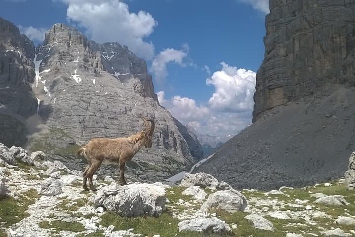 Dolomites Guided Day Hike — Full-Day Trails, Rifugios & Alpine Views photo 3