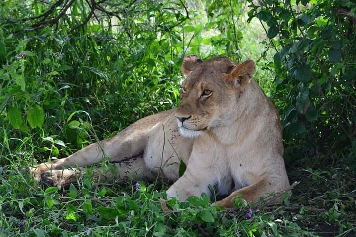 3-Day Tarangire, Ngorongoro & Lake Manyara Safari — Elephants, Crater Wildlife & Flamingos photo 3
