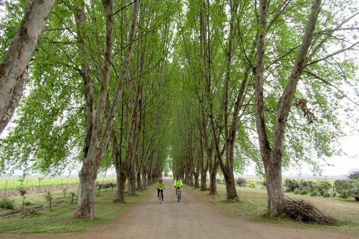 Maipo Valley Bike & Wine Day Trip from Santiago — Isla de Maipo to Undurraga