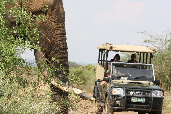Full-Day Kruger National Park Game Drive — Big Five Safari from Hazyview