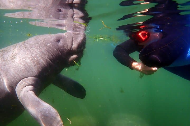 Experience Crystal River's Manatee Snorkel Adventure with Expert Guides photo 3