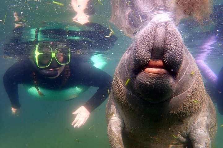 Private Manatee Snorkel Tour in Crystal River — Guided Swim with Gentle Giants