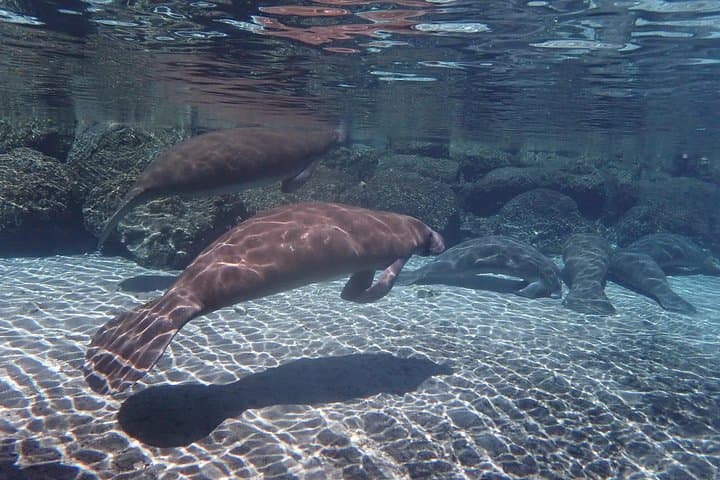 VIP Heated Manatee Snorkel Tour in Crystal River's Kings Bay photo 4