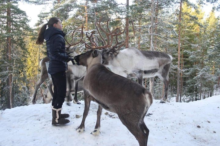 Lapland Reindeer Safari From Saariselkä — 2-Hour Reindeer Sled Ride & Sami Culture photo 2