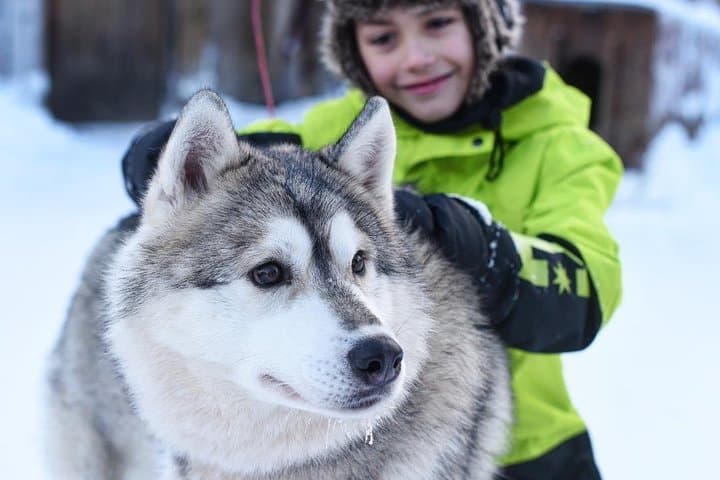Lapland Husky Safari from Saariselkä — Drive a Husky Sled 10 km photo 3