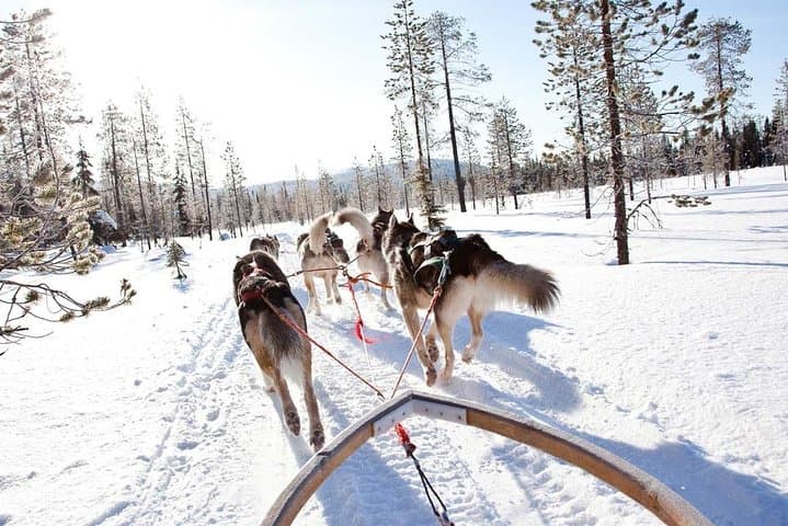 Lapland Husky Safari from Saariselkä — Drive a Husky Sled 10 km photo 4