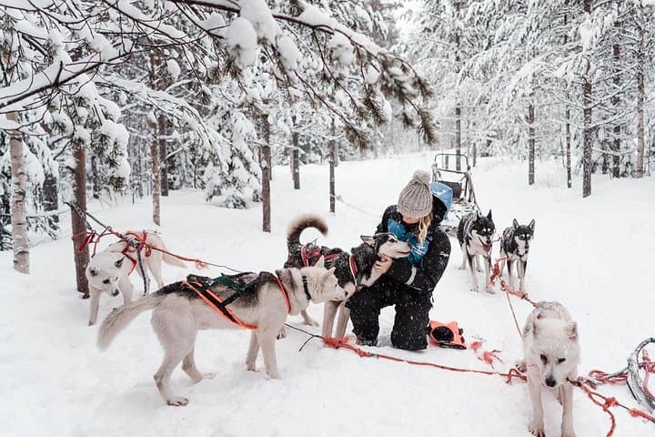 Lapland Husky Safari from Saariselkä — Drive a Husky Sled 10 km photo 5