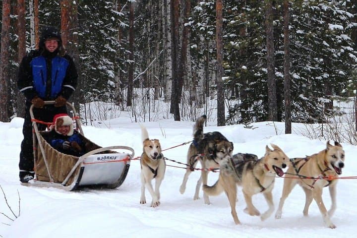 Lapland Husky Safari from Saariselkä — Drive a Husky Sled 10 km photo 6